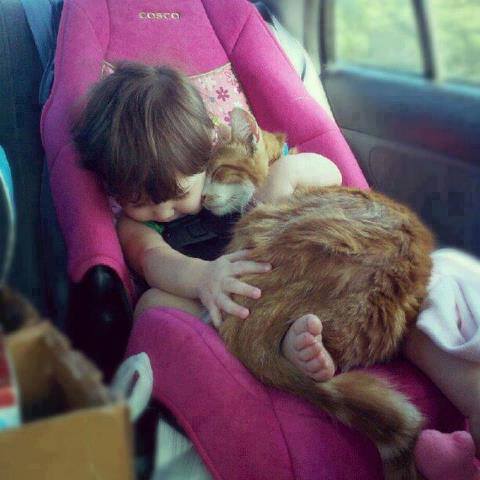 baby-hug-cat