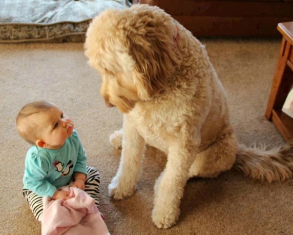 baby-looking-to-dog