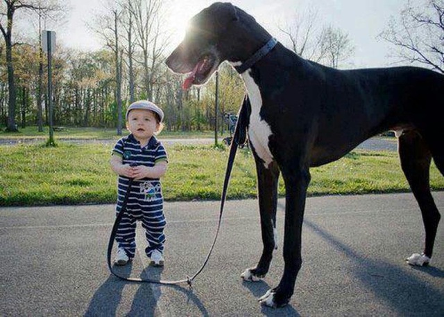 tall-dog-little-baby